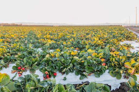 Strawberry field. Fresh ripe organic berries, harvest season, Santa Barbara County, Californiaの写真素材