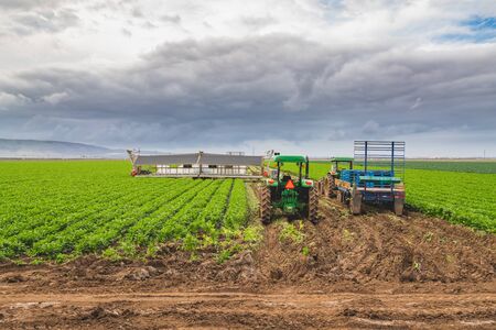 Agricultural field of celery plant and agricultural machinesの写真素材