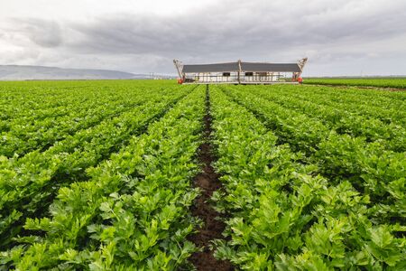 Agricultural field of celery plant, Santa Barbara County, Californiaの写真素材