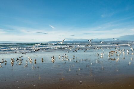 Flock of birds on the beach.の写真素材