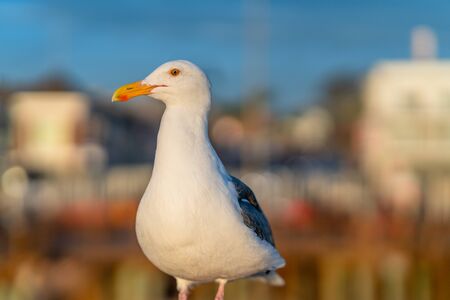 Portrait of a seagull close up with soft blur cityscape background at sunsetの写真素材