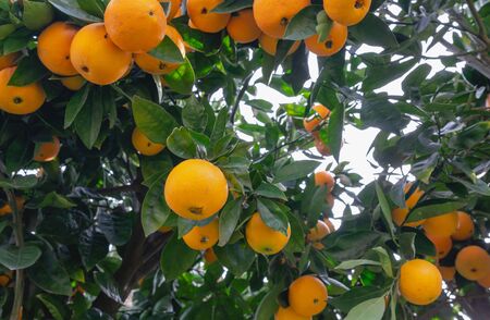 Orange fruits close up. Orange tree bearing full grown fruitsの写真素材