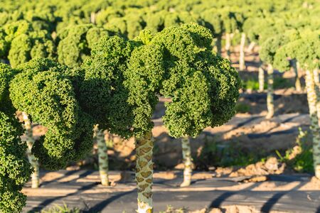Kale field. Close up of organic curly kale, growing in a rows.  California agricultureの写真素材