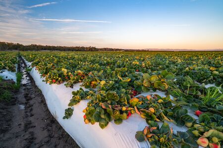 Rows of strawberry plants in a strawberry field. Santa Barbara County, Californiaの写真素材