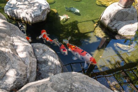 Koi Pond. Beautiful multicolored koi fish swimming in the pond. Clean water, stones, beautiful reflections, and fancy fishの写真素材