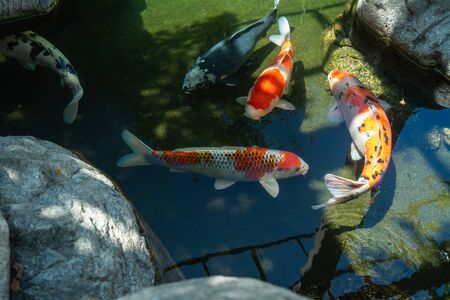 Koi Pond. Beautiful multicolored koi fish swimming in the pond. Clean water, stones, beautiful reflections, and fancy fishの写真素材