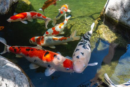 Koi Pond. Beautiful multicolored koi fish swimming in the pond. Clean water, stones, beautiful reflections, and fancy fishの写真素材