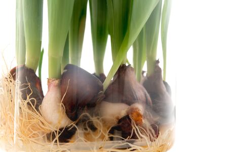Tulip bulbs close up in a glass vase. Growing tulip bulbs indoors in waterの写真素材