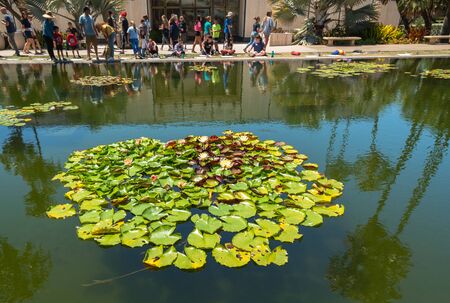 San Diego, California/USA - August 12, 2019 Lily pond in historical San Diego's Balboa Park. During the summer months, the pond has koi fish, blossomed lily pads and cute ducks.のeditorial素材