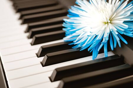 Piano Keyboard and beautiful chrysanthemum flower close upの写真素材