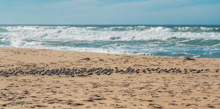 Flock of plover birds on the beach, and stormy ocean waves background. Guadalupe Dunes, California coastlineの写真素材