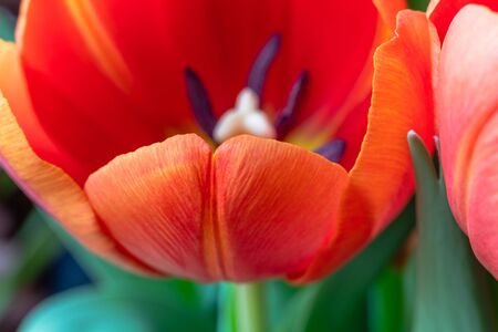 Red tulip, full frame.  Close up of beautiful flower, macrophotographyの写真素材