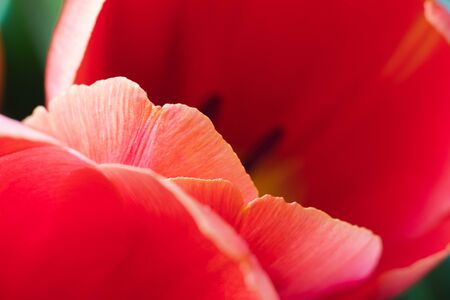 Red tulip, full frame.  Close up of beautiful flower, macrophotographyの写真素材