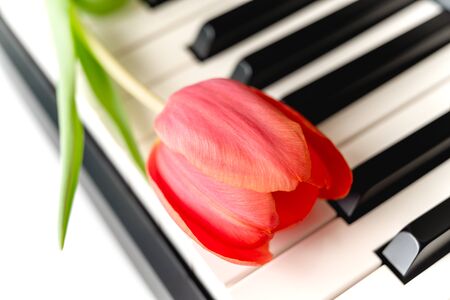 Red tulip close upon a piano keyboardの写真素材