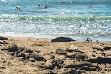 Northern elephant seals on the beach, Pacific Coast, Piedras Blancas, California, United Statesの写真素材