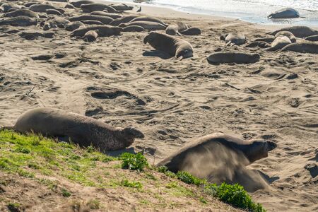 Elephant seal colony. Male seals s fighting over territory and female harem. Piedras Blancas Elephant Seal Colony, near San Simeon, Californiaの写真素材
