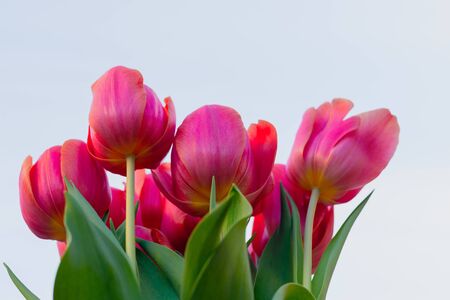 Pink tulips bouquet close up with clear sky background, and copy spaceの写真素材