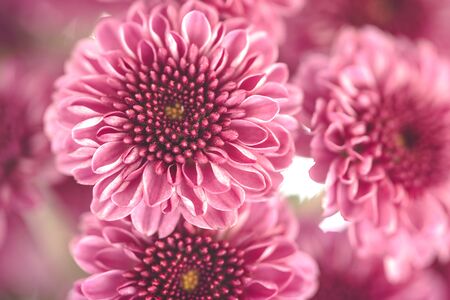 Pink chrisanthemum. Beautiful pink flowers bouquet close up with soft blur backgroundの写真素材