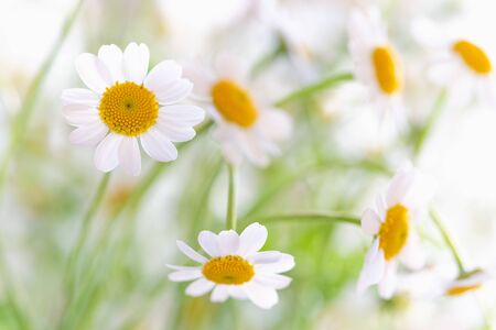Chamomiles. Beautiful wild chamomile flowers with soft white background in morning sunshineの写真素材