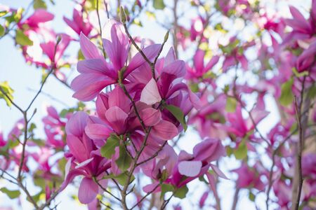 Magnolia tree blossom. Beautiful pink magnolia tree flowers and clear blue sky backgroundの写真素材