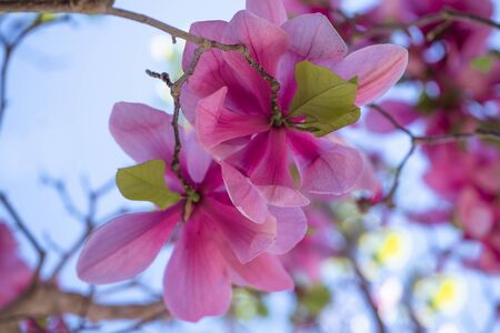 Magnolia tree blossom. Beautiful pink magnolia tree flowers and clear blue sky backgroundの写真素材