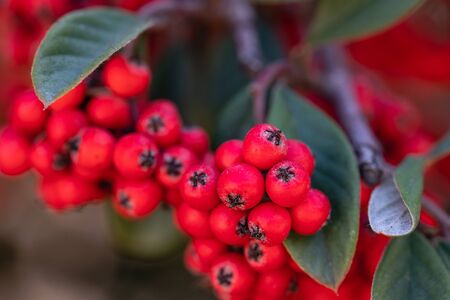 Cotoneaster plant with ripe red berries close upの写真素材