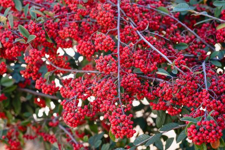 Cotoneaster plant with ripe red berries close upの写真素材