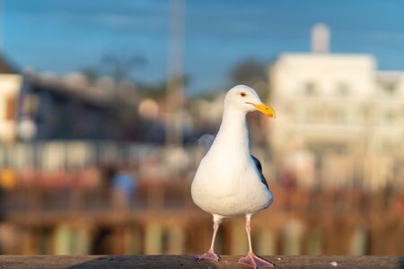 Seagull close up, soft blur cityscape backgroundの写真素材