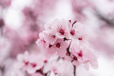 Japanese Cherry tree in bloom.  Branch of tree with  delicate pink flowers close upの写真素材
