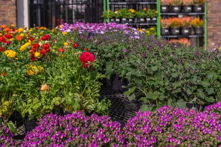 Variety of fresh beautiful flowers and plants at floral marketの写真素材