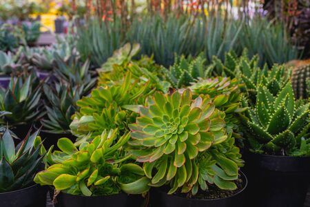 Succulent plants and cacti on sale at local floral market in California.の写真素材
