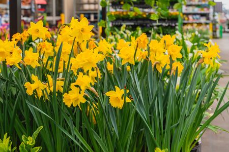 Floral arrangements  at local floral market in California. Daffodil flowers in bloom close upの写真素材