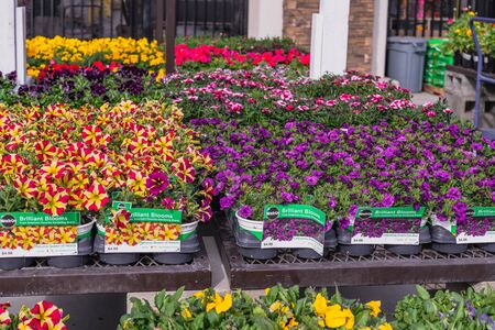 Santa Maria, California/USA - February 22, 2020.  Garden center and floral market. Variety of flowers, trees, plants, different types of potting soil and organic fertilizersのeditorial素材