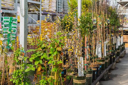 Santa Maria, California/USA - February 22, 2020.  Garden center and floral market. Variety of flowers, trees, plants, different types of potting soil and organic fertilizersのeditorial素材