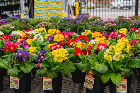 Santa Maria, California/USA - February 22, 2020.  Garden center and floral market. Variety of flowers, trees, plants, different types of potting soil and organic fertilizersのeditorial素材