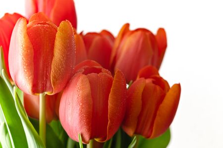 Red tulips bouquet sprinkled, close up on white background with copy spaceの写真素材