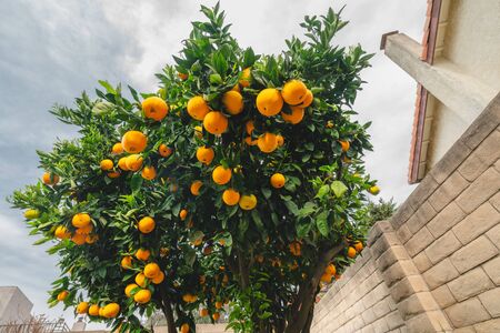 Orange tree in the garden bearing full grown fruits. view from belowの写真素材