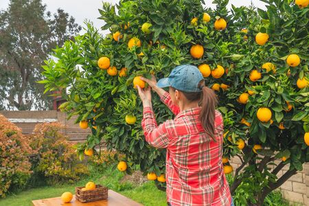 Woman picking oranges from orange tree in the garden. Gardening, harvest season, agriculture conceptの写真素材