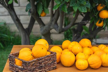 Basket of fresh ripe organic oranges close up on a wooden table in a garden.の写真素材