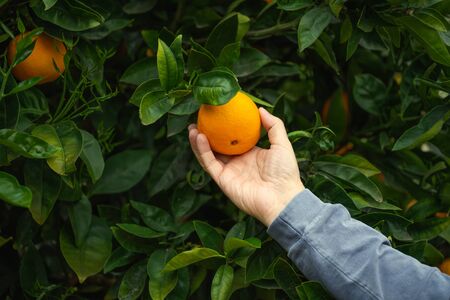 Orange fruit in a mans hand, close up in a garden.の写真素材