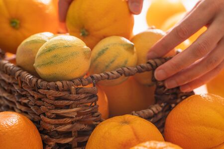 Fresh ripe organic oranges and lemons close up in  basket, woman hands, white backgroundの写真素材
