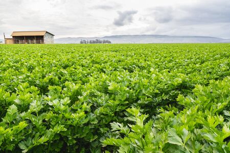 Agricultural field of celery plant, Santa Barbara County, Californiaの写真素材