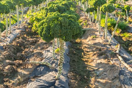 Kale field. Close up of organic curly kale, growing in a rows.  California agricultureの写真素材