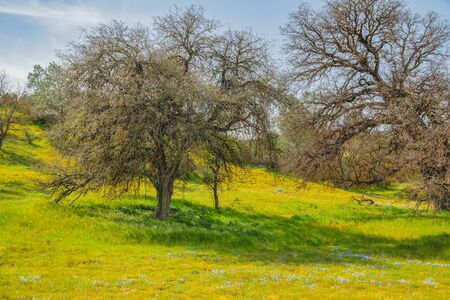 Wild flowers and an old oak trees during California Spring super-bloomの写真素材