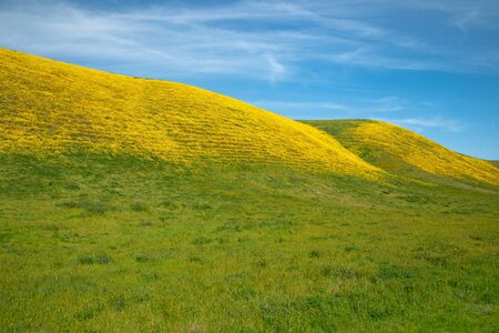 Wild flowers in the hills during California Spring super-bloom