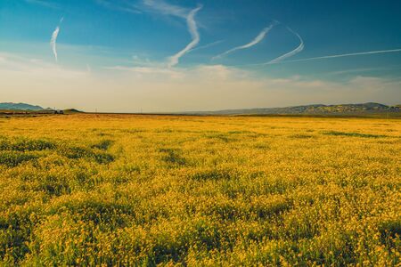 Field of wild flowers. Spring super-bloom, Californiaの写真素材
