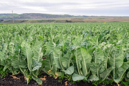 Agricultural field of cabbage plant. Santa Barbara County, Californiaの写真素材