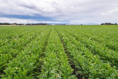 Agricultural field with long converging rows  celery plants, beautiful cloudy sky background. Harvest season, Santa Barbara County, Californiaの写真素材