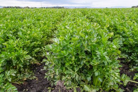 Agricultural field of celery plants. Harvest season, Santa Barbara County, Californiaの写真素材