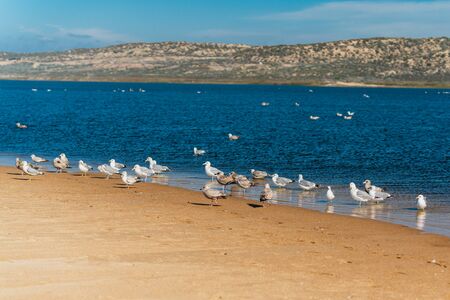 Flock of seagulls on the beach, California coastline, Guadalupe-Nipomo Dunes National Wildlife reserveの写真素材